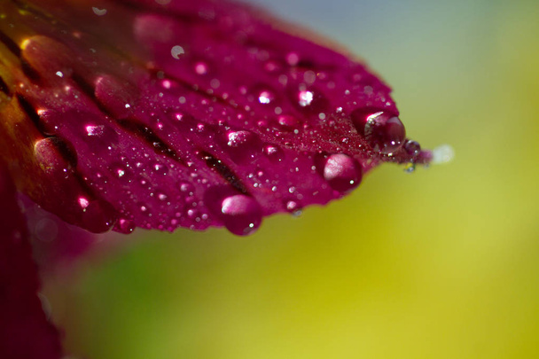 macro close up shot of flower with water drops - Фото, изображение