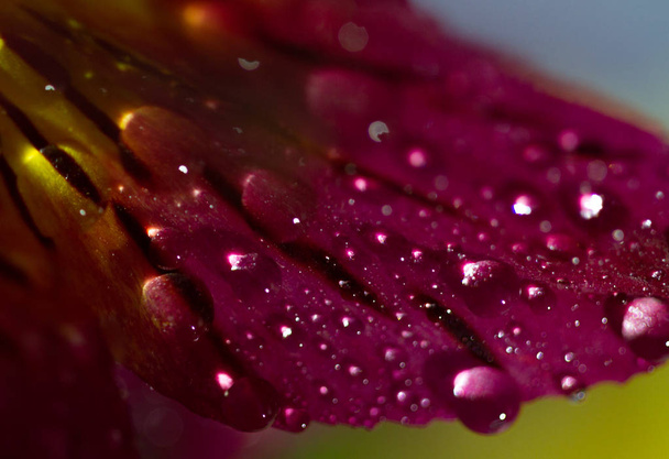 makro zavřít záběr květiny s kapkami vody - Fotografie, Obrázek