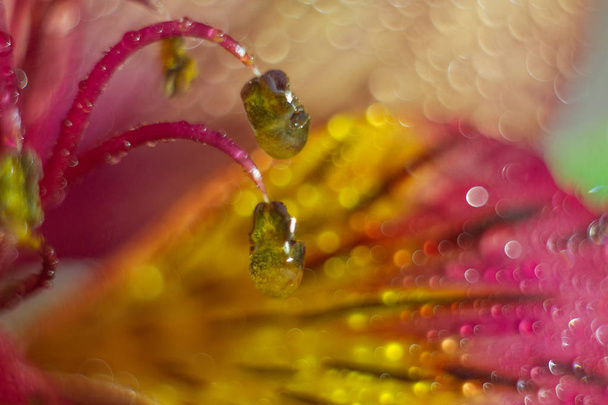 macro primo piano colpo di fiore con gocce d'acqua
 - Foto, immagini