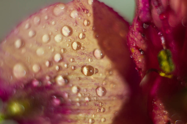 macro close up shot of flower with water drops - Photo, image