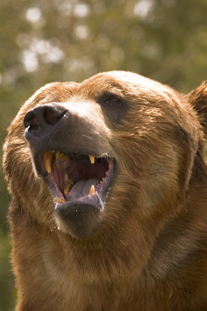 Bear With Open Mouth - Fotografie, Obrázek