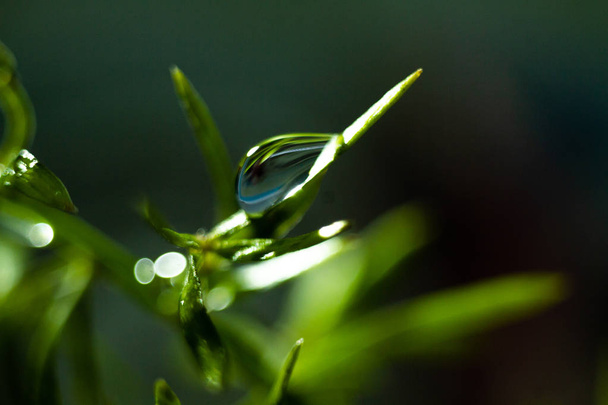 groene plant met druppels water op de achtergrond - Foto, afbeelding