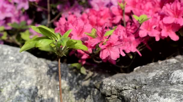 bloeiende Koreaanse azalea en groenblijvende Buxus in het voorjaar, Zuid-korea - Video