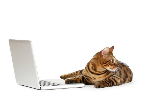 Beautiful brown cat with laptop computer isolated on white backg - Photo, Image