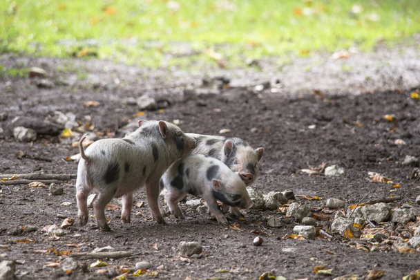 bebês porcos brincando na lama, foco seletivo
 - Foto, Imagem