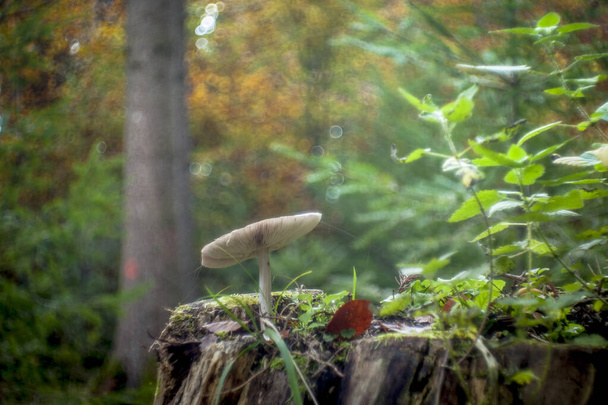 Cogumelos em localização natural na floresta
 - Foto, Imagem