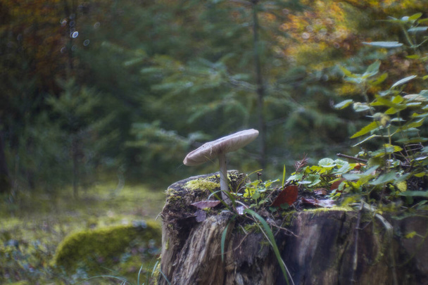 Funghi in posizione naturale nella foresta
 - Foto, immagini