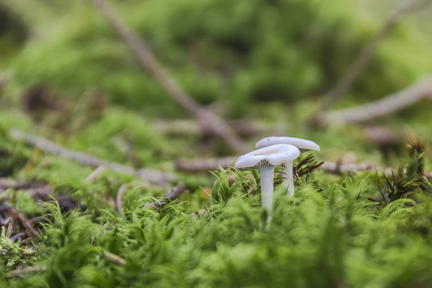 Cogumelos em localização natural na floresta
 - Foto, Imagem