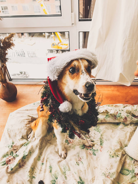 Golden koira santa hattu ja joulun seppele istuu tyylikäs
  - Valokuva, kuva