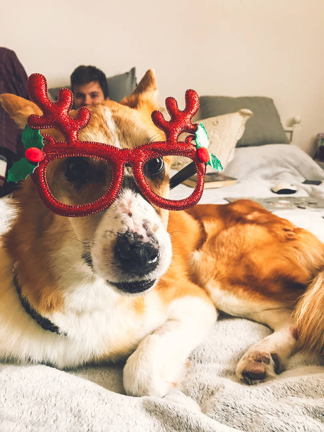 Χαριτωμένο χρυσό σκυλί σε χριστουγεννιάτικα ποτήρια ξαπλωμένος στο κρεβάτι ιδιοκτήτη  - Φωτογραφία, εικόνα