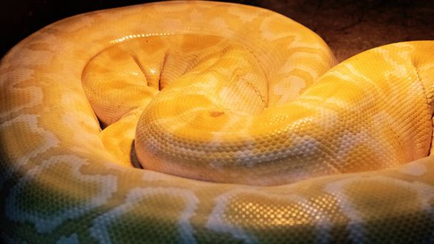 Sarı boa yılanı akvaryuma yakın çekim yapıyor. - Fotoğraf, Görsel