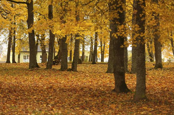Beautiful scene misty old autumn forest - Foto, Imagen