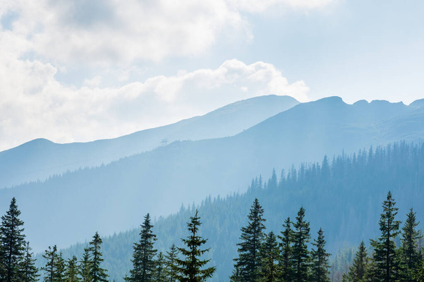 Las i polskie góry Tatry w piękny słoneczny dzień - Zdjęcie, obraz