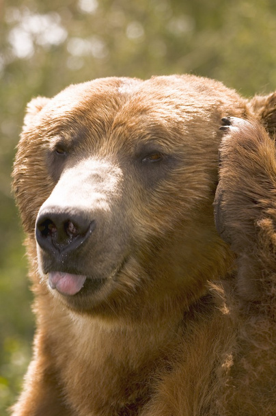 Closeup Of A Bear's Face - Fotografie, Obrázek