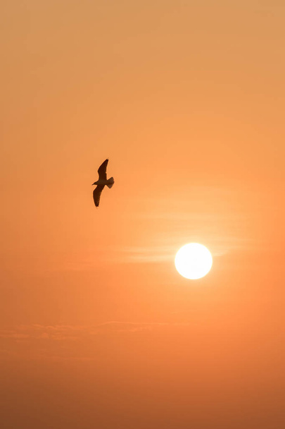 Siluetas de gaviotas volando al atardecer. Es un ave de humedales a lo largo de la costa
 - Foto, imagen