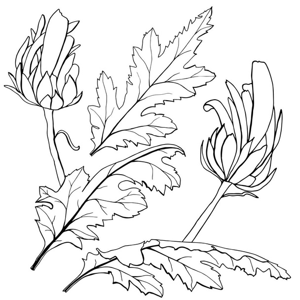 Collection of hand-drawn Chrysanthemum buds of flowers and leaves. - ベクター画像