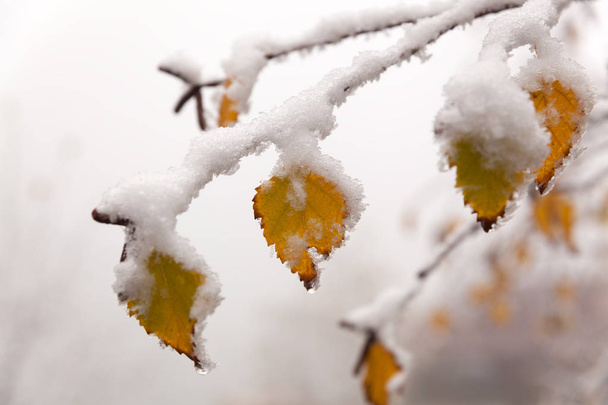 Hó és fagy őszi sárga leveleken - Fotó, kép