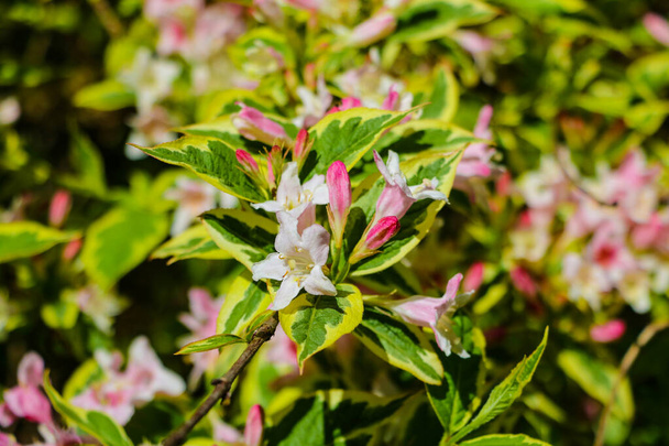 Bahar ya da yaz aylarında elma ağacının çiçek açan dalları. - Fotoğraf, Görsel