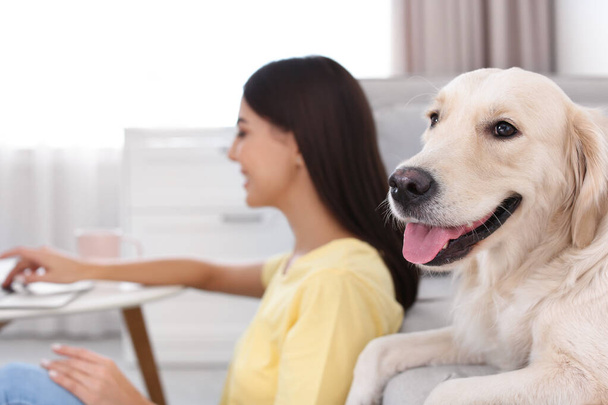 Young woman and her Golden Retriever dog in living room - Photo, image