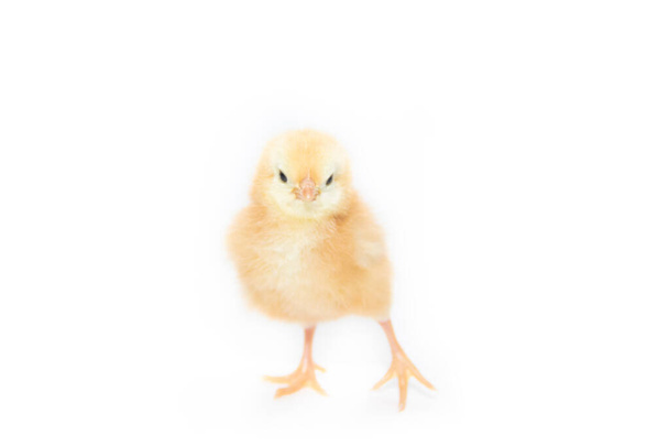 Pollo amarillo aislado sobre fondo blanco
 - Foto, Imagen