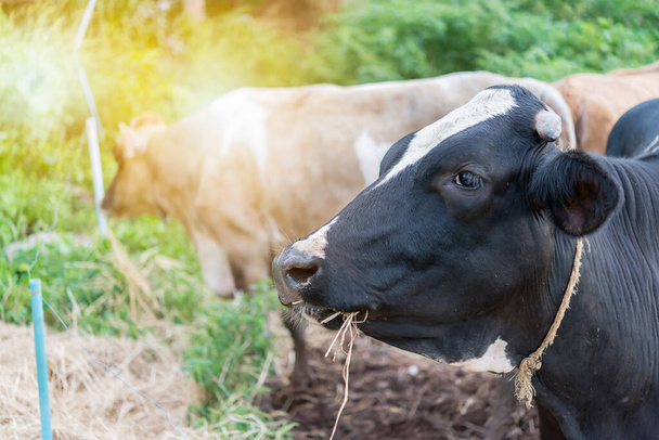 Milk cow eat grass in farm with bright sunlight - Foto, Bild