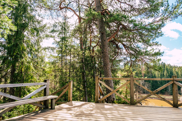 beautiful  forest , nature. Wooden steps - Fotó, kép