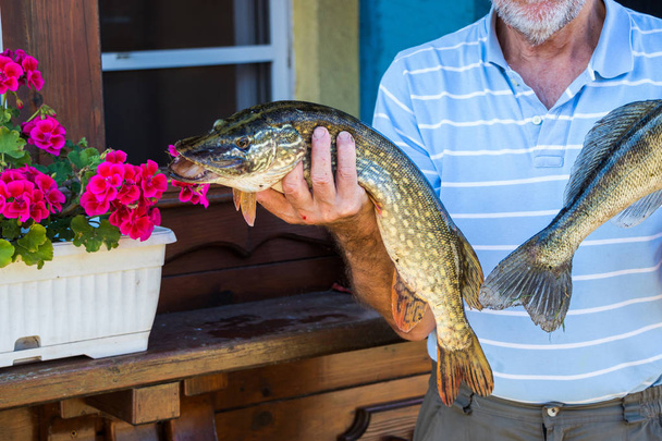 Fisherman holding northern pike hi-res stock photography and