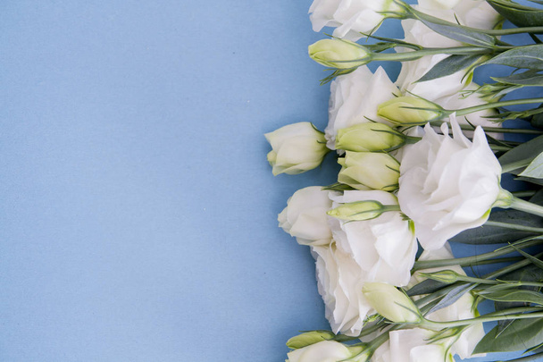 white eustoma on a blue background. Free space for text - Foto, Imagem