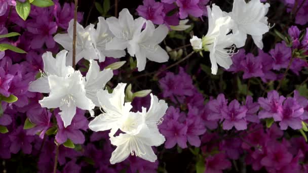 Virágzó fehér koreai Azalea tavasszal, Dél-Korea - Felvétel, videó