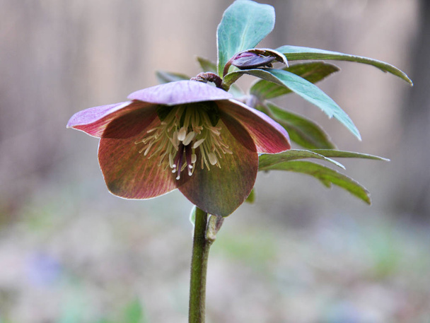 En el bosque de primavera florecen Helleborus purpurascens
 - Foto, Imagen