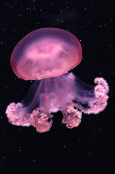 Medúzy na tmavém pozadí - Fotografie, Obrázek