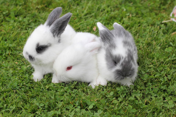 Sweet tiny baby rabbits in grass - Photo, Image