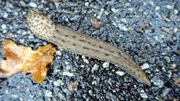 a giant gardenslug quiet strip at the edge of the forest - Photo, Image