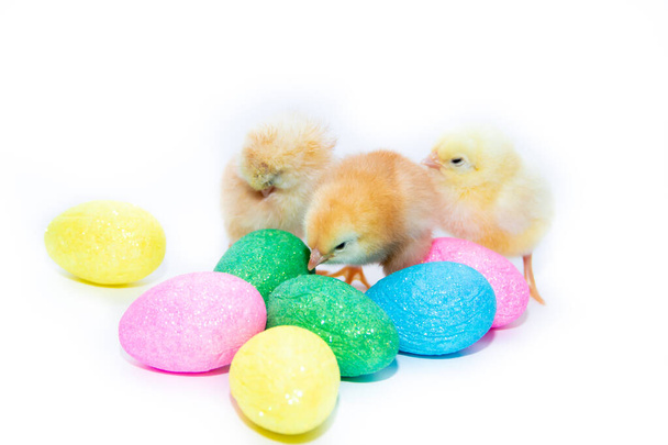 Chickens and Easter eggs on white background - Фото, изображение
