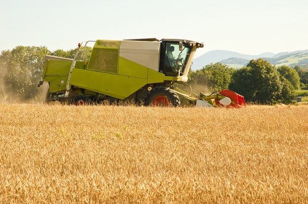 Combinar cosechadora en el campo de trigo
 - Foto, imagen