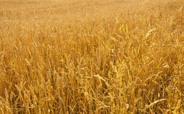 pšeničné pole - Fotografie, Obrázek