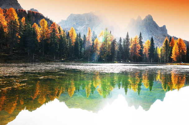 Forêt de mélèzes en automne, Dolomites, Italie
 - Photo, image