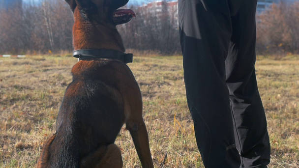 Ein Trainer steht mit seinem Schäferhund auf dem Feld - Filmmaterial, Video