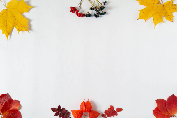 Őszi levelek és növények a keret szélén fehér alapon. Sablon banner és szezonális értékesítés. Lapos fekvés, felülnézet, másolás. Ősz, ősz koncepció.  - Fotó, kép