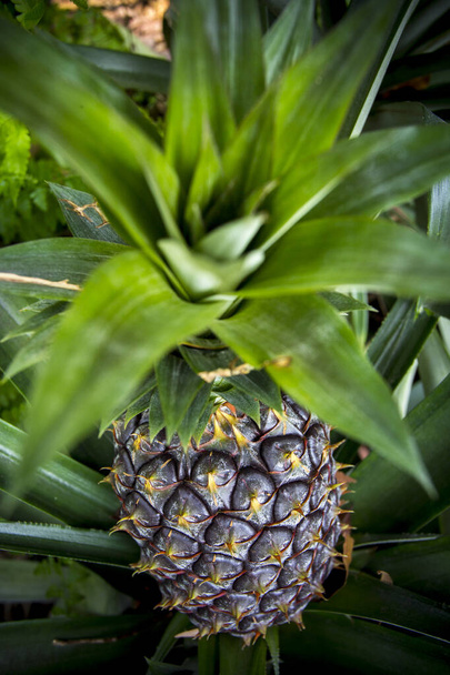 Green Pineapple fruit growing in garden at Madhupur, Tangail, Bangladesh. - Zdjęcie, obraz