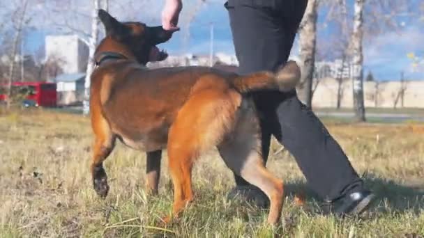 Um homem caminhando com seu cão pastor alemão no campo de treinamento
 - Filmagem, Vídeo