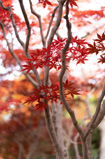 autumn leaves in hokkaido - Фото, изображение