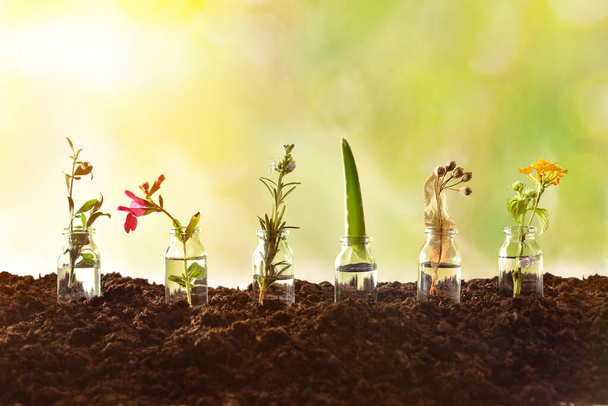 Row jars with plants inside on soil and nature background - Photo, Image
