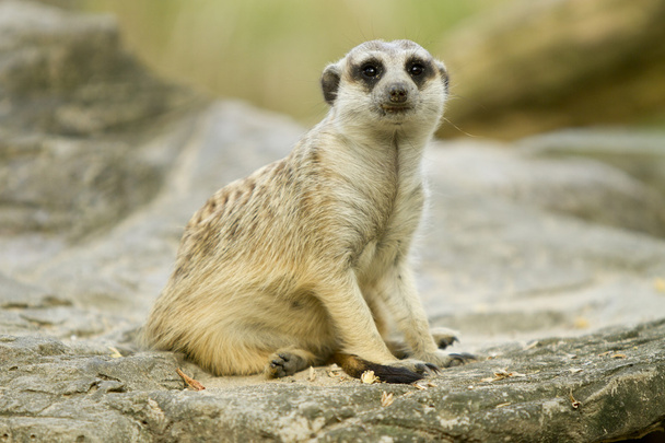 meerkat - Foto, afbeelding