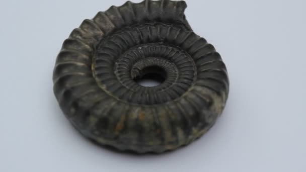 ammoniitti fossiilisten varastossa videoleike pyörivä Fibonacci kierre kultainen suhde  - Materiaali, video