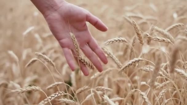 Ženská ruka projíždí pšeničným polem. Dívky ruka dotýká pšeničné uši detailní up. - Záběry, video