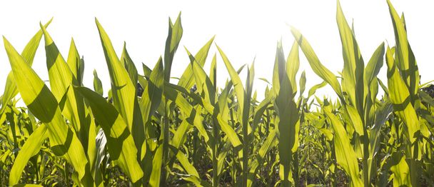 Крупный план кукурузных полей на закате
 - Фото, изображение