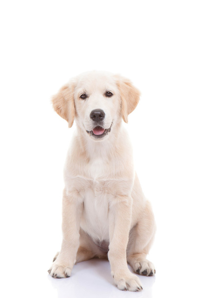 Golden labrador retriever puppy - Zdjęcie, obraz