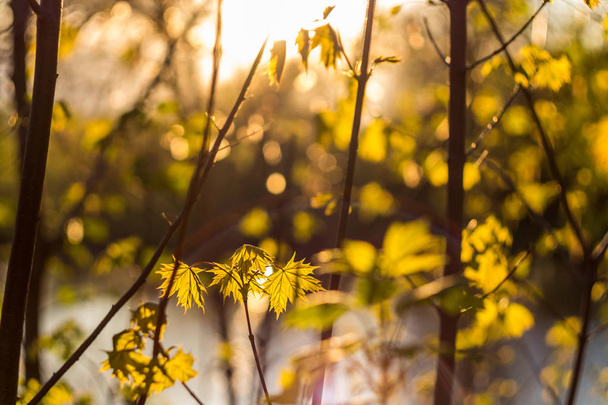 Młody klon liście na tle zachodu słońca, piękne tło - Zdjęcie, obraz