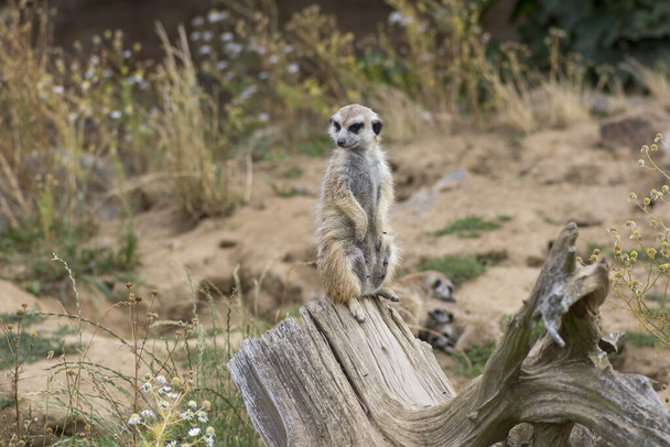 Beautiful meerkat holding a guard in sandy area, funny small african animal - Zdjęcie, obraz